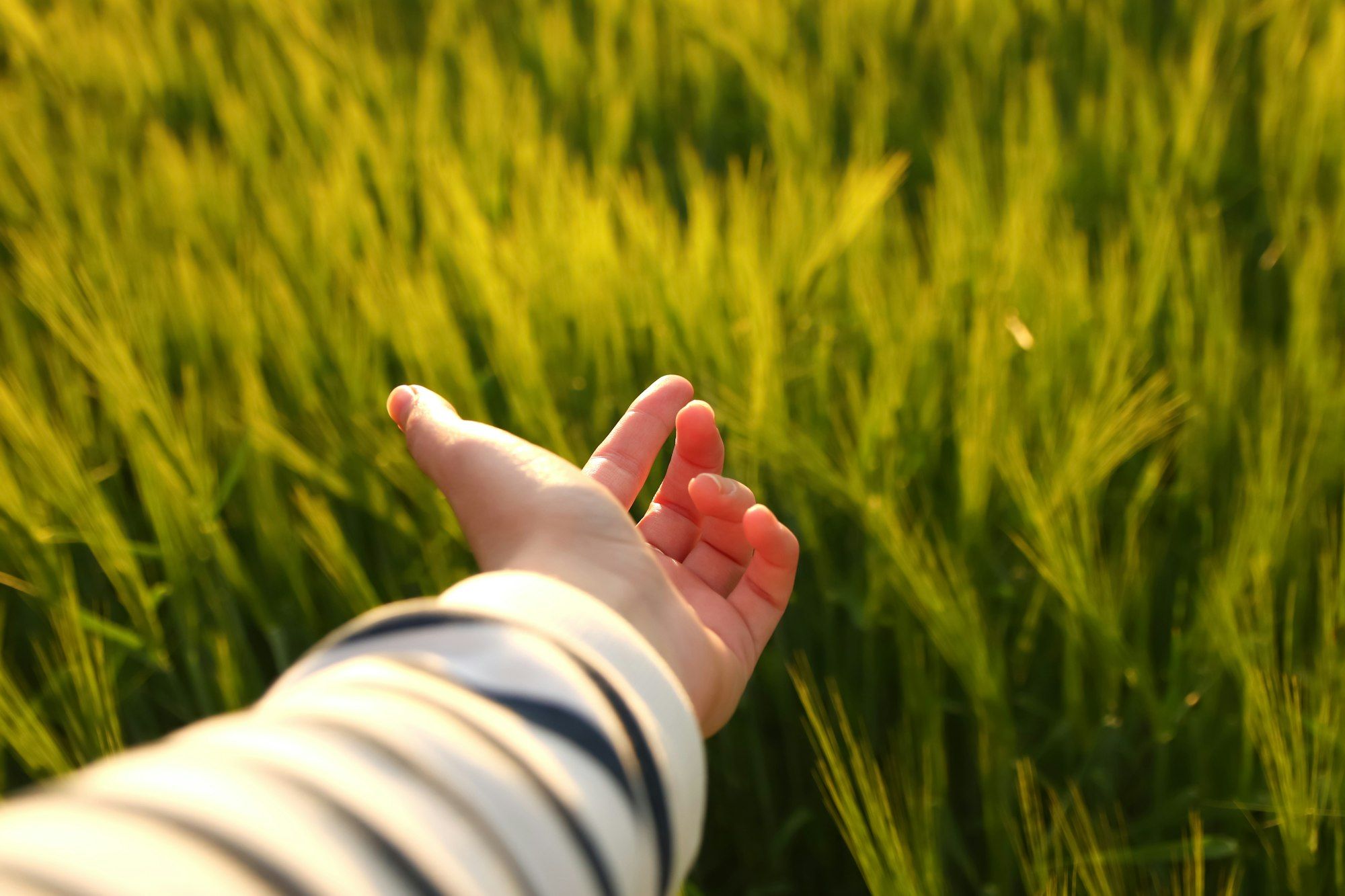 Female hand against grass. Girl runs her hand over the tall grass and touches. Walking in the fields